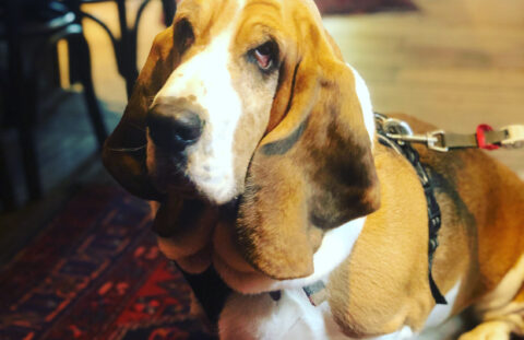 Dog
